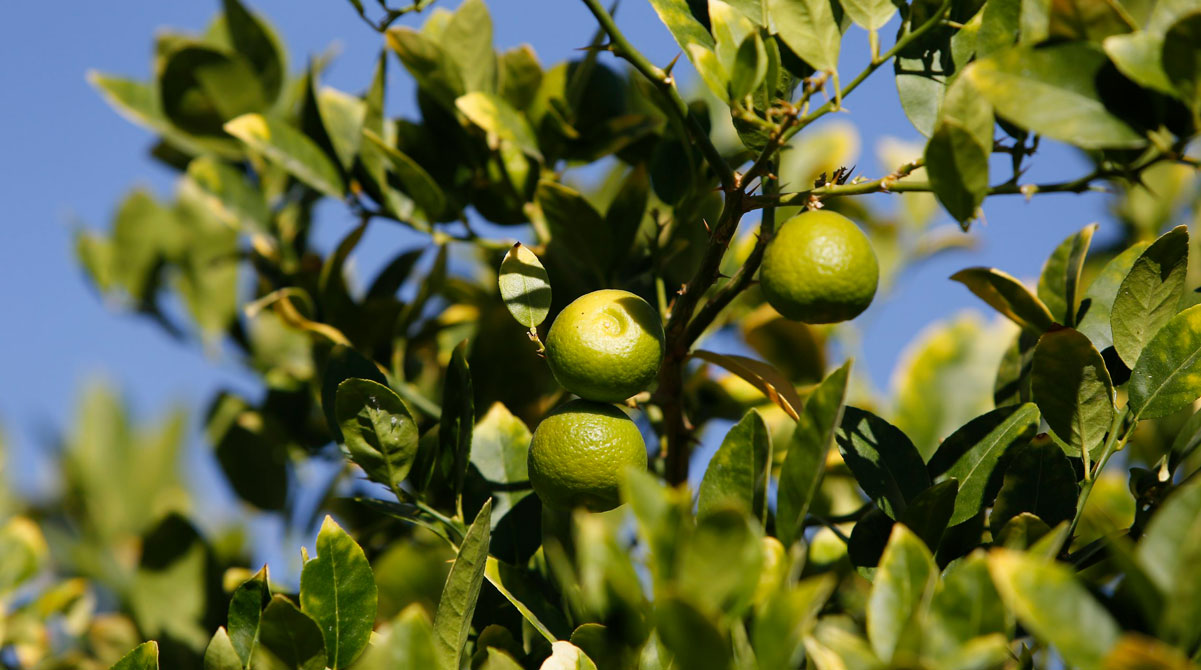 PICAY, Un doble destilado de Pica para el mundo