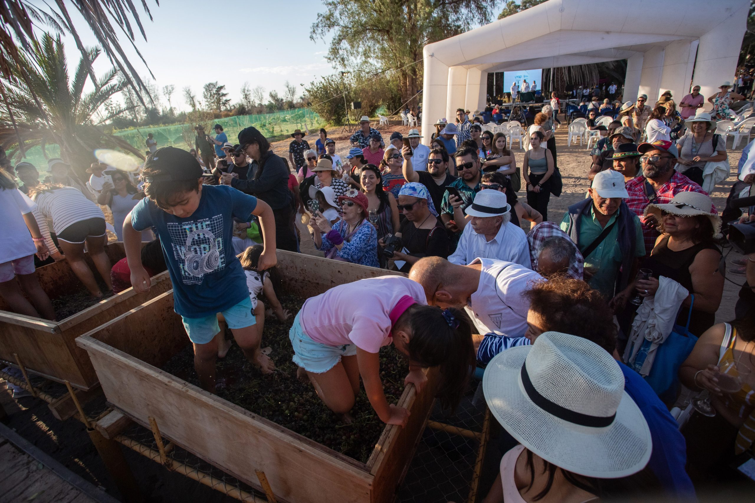 Vive la experiencia de la Ruta del Vino del Desierto Tamarugal