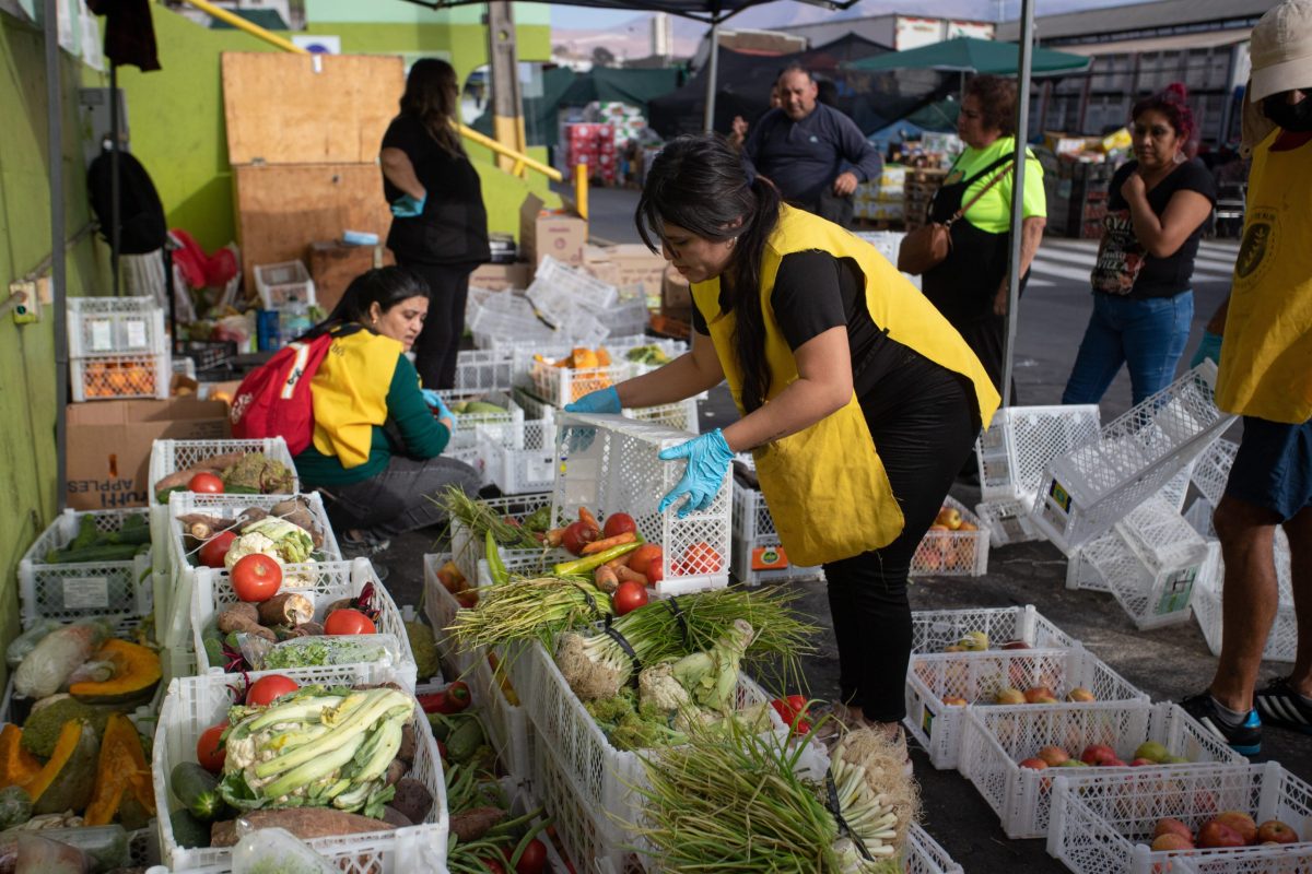 La huella solidaria de “Semilla Norte”, el primer banco de alimentos de la Región de Tarapacá.