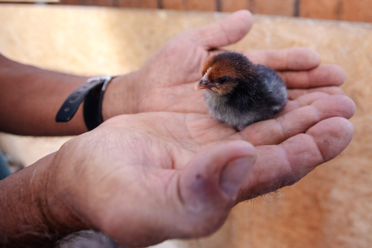 La innovadora granja avícola de Dionisio Molina