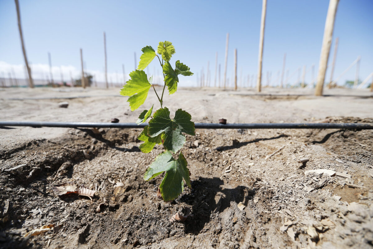 Trabajo en conjunto entre Unap y Teck para promover la producción de vino en el Tamarugal